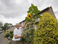 Mega Zonnebloemen Dubbeldam Dordrecht