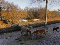 20160512 Dieren staan in de kou in het weiland langs de Zuidendijk Dordrecht Tstolk