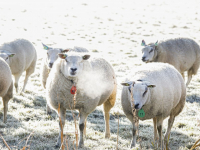 Dieren in de kou