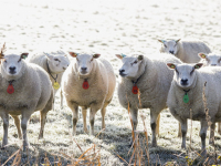 Dieren in de kou