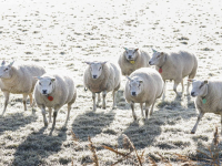 12122022-Dieren-in-de-kou-Landbouwweg-Dordrecht-Stolkfotografie