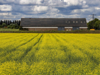 Platteland vol met Raapzaad Dordrecht