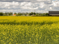 Platteland vol met Raapzaad Dordrecht