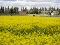 Platteland vol met Raapzaad Dordrecht