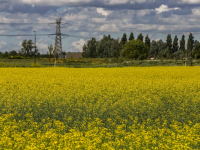 Platteland vol met Raapzaad Dordrecht