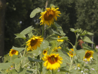 Zonnebloemen mooi in Bloei Oude Veerweg Dordrecht