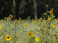 Zonnebloemen mooi in Bloei Oude Veerweg Dordrecht