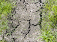 Slechte oogst door enorme droogte en warmte Dordrecht