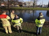 Dierenambulance en brandweer helpen zwaan