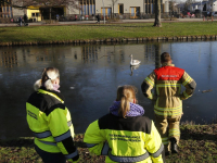 Dierenambulance en brandweer helpen zwaan