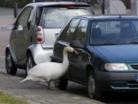 20150603-Zwaan-vernielt-autospiegels-Uranusstraat-Zwijndrecht-Tstolk_resize