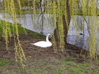 Zwaan zit op vertrouwde plek Nassauweg Dordrecht