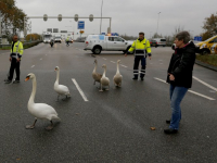 20172111-Zwanenfamilie-landt-op-N-A16-Dordrecht-Tstolk-001