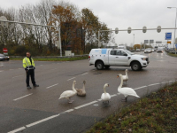 20172111-Zwanenfamilie-landt-op-N-A16-Dordrecht-Tstolk-002