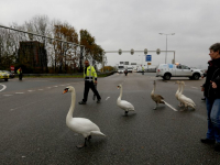 20172111-Zwanenfamilie-landt-op-N-A16-Dordrecht-Tstolk