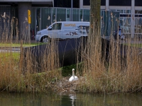 20171004 Dordtenaren opgepast voor zwanen Spuiboulevard Dordrecht Tstolk