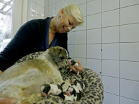 20171710-Shih-tzuHond-in-sloot-gevonden-Louterbloemen-Dordrecht-Tstolk-002