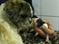 20171710-Shih-tzuHond-in-sloot-gevonden-Louterbloemen-Dordrecht-Tstolk-004