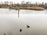 Agressieve zwanen ook al weg uit Wantijpark Dordrecht