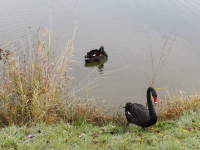 Agressieve zwanen ook al weg uit Wantijpark Dordrecht