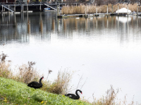 Agressieve zwanen ook al weg uit Wantijpark Dordrecht